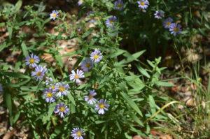 Aster Purple Haze