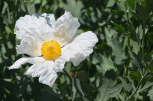fried egg poppy